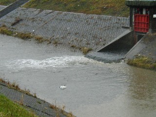 雨水吐口からの放流（東高瀬川）
