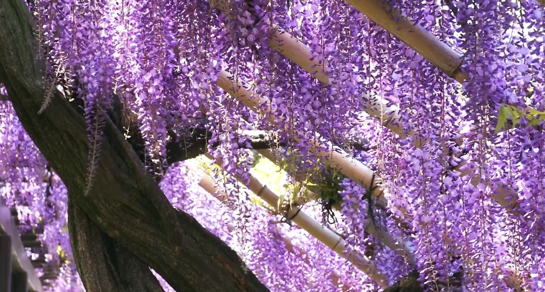 京都市上下水道局 Youtubeによる広報映像の配信