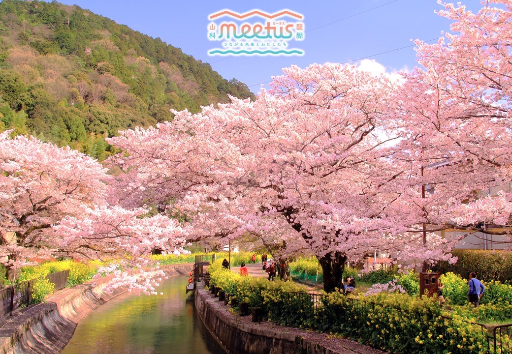 疏水と桜