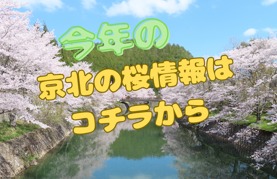 京北の桜情報