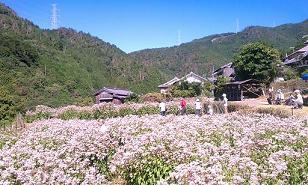 フジバカマ