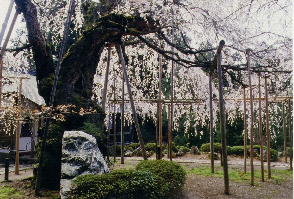 常照皇寺の桜