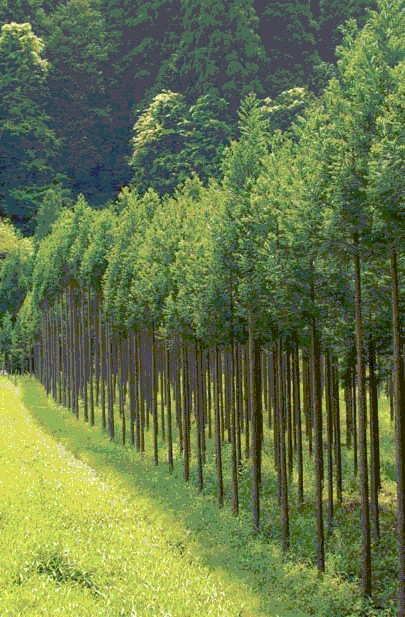 北山杉