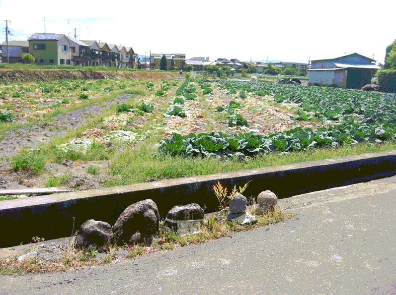 市街地での農業
