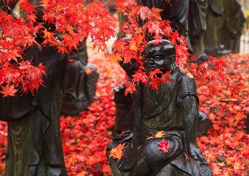 「紅袈裟」