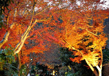 シニア賞「常寂光寺」