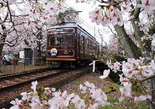 佳作「桜回廊を行く」