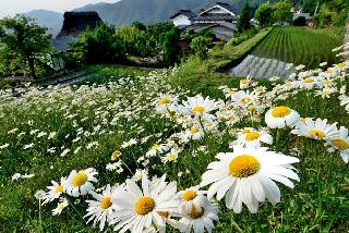 佳作「花の畦道」