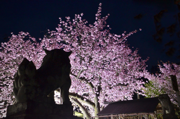 優秀賞「百年桜を見守る」