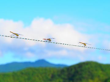 佳作「さがの飛行隊」