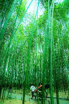 入選賞「竹取物語」