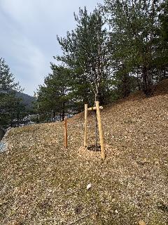 周山地域の記念樹木