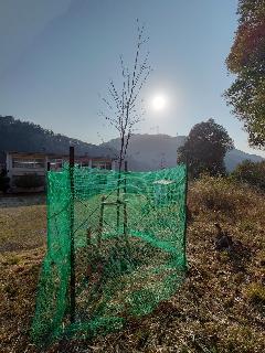 宇津地域の記念樹木