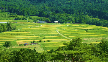 宕陰の棚田風景