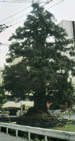 カヤの大木　小野西浦町