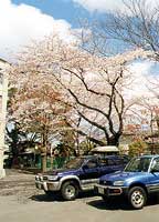 ソメイヨシノ