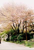 ヤマザクラ