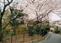 ソメイヨシノ